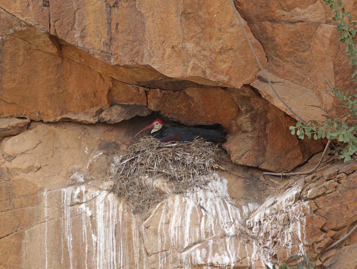 Southern Bald Ibis - ML645055846