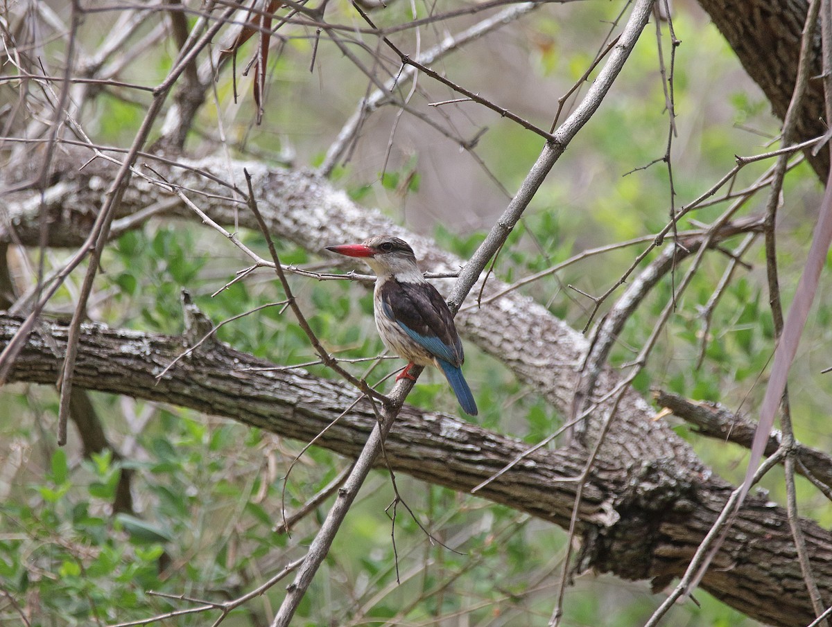 Brown-hooded Kingfisher - ML645055853