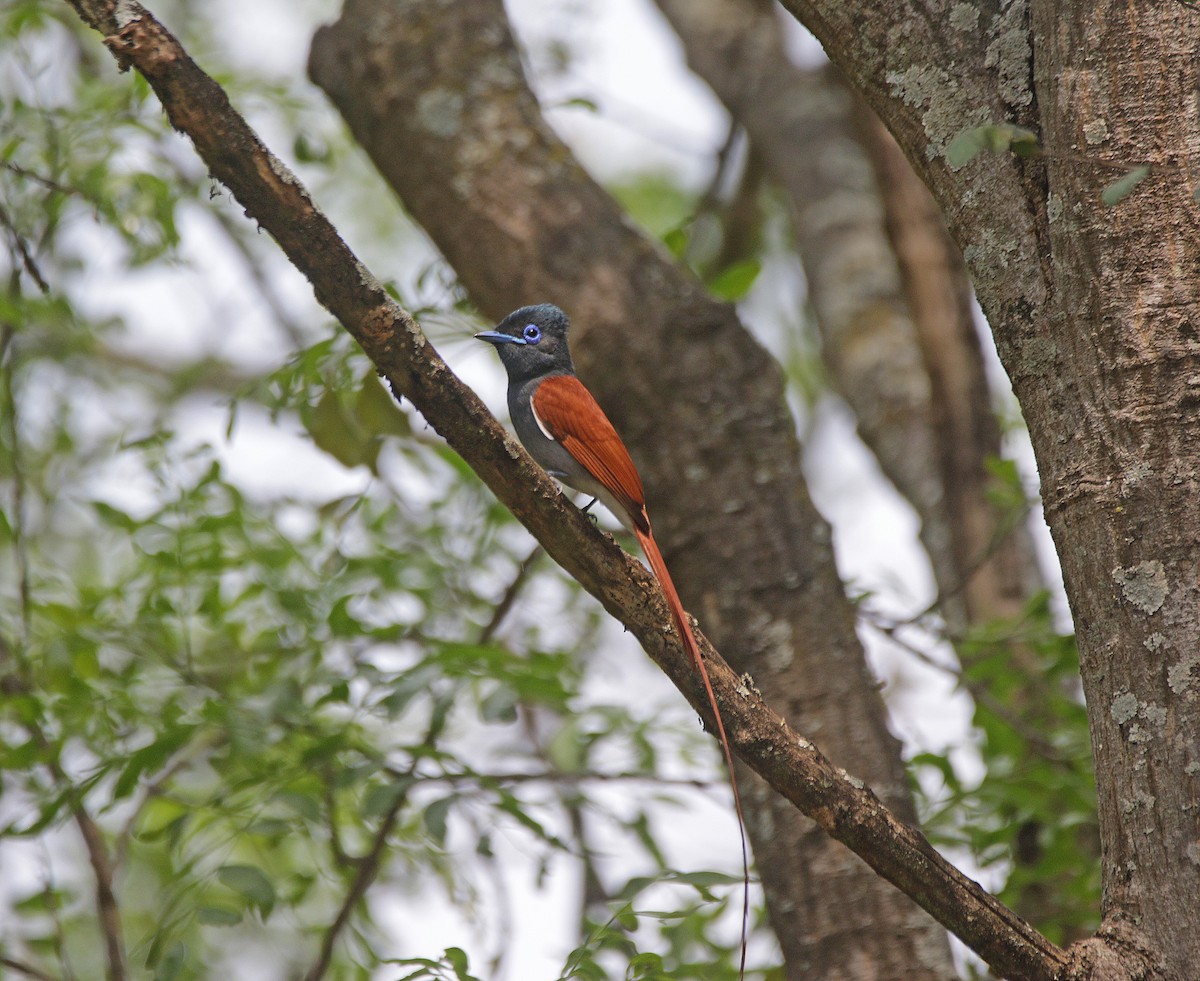 African Paradise-Flycatcher - ML645055858