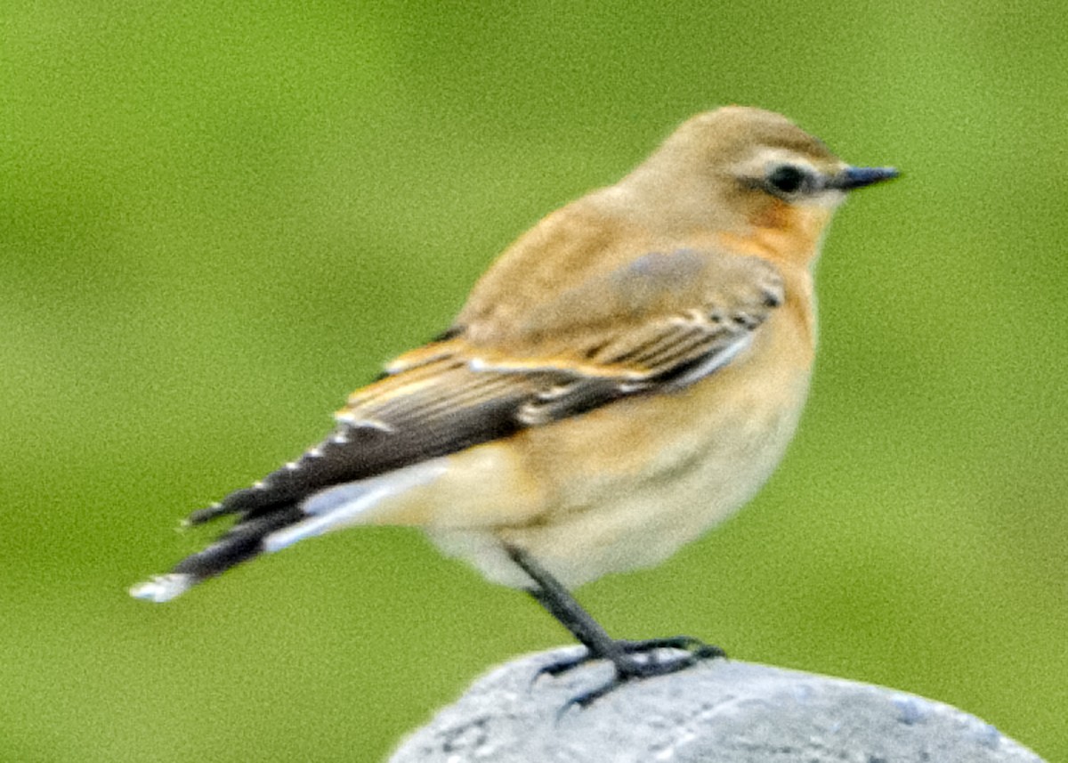 ハシグロヒタキ - ML645055860