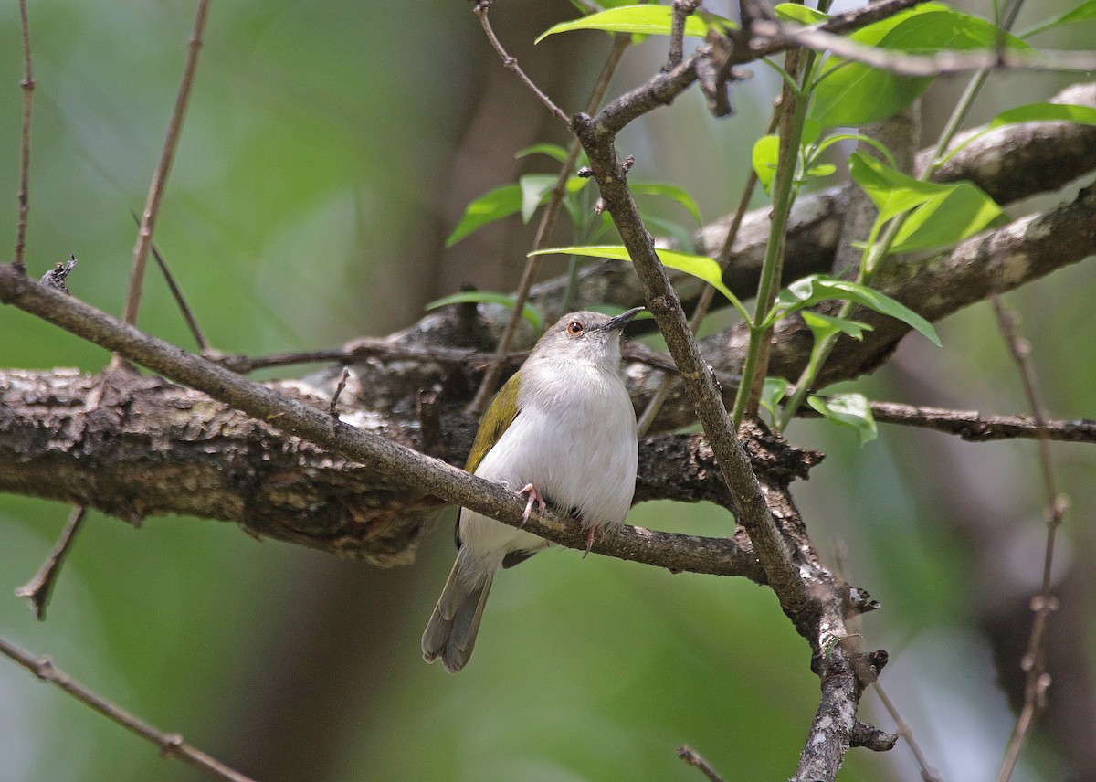 Green-backed Camaroptera - ML645055862