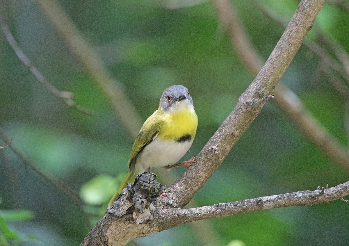 Yellow-breasted Apalis - ML645055870