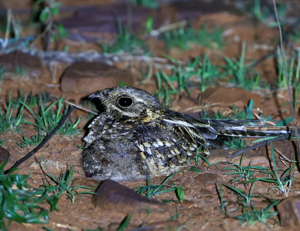 Hint Çobanaldatanı - ML645055871