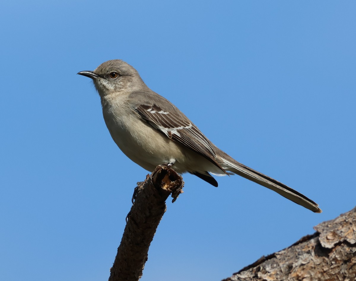 Northern Mockingbird - ML645055873