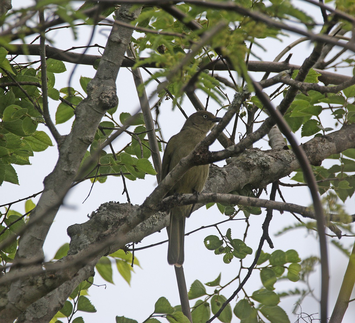 Sombre Greenbul - ML645055874