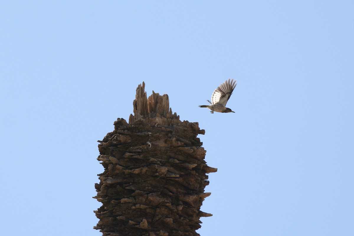 Red-headed Woodpecker - ML645055878
