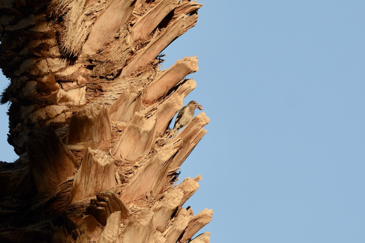 Red-headed Woodpecker - ML645055879
