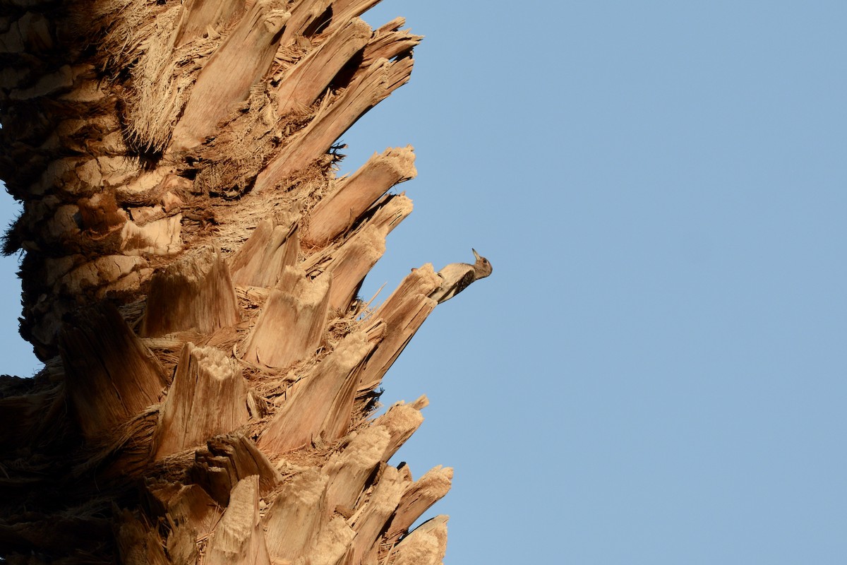 Red-headed Woodpecker - ML645055880