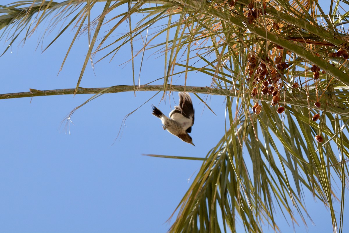 Red-headed Woodpecker - ML645055881