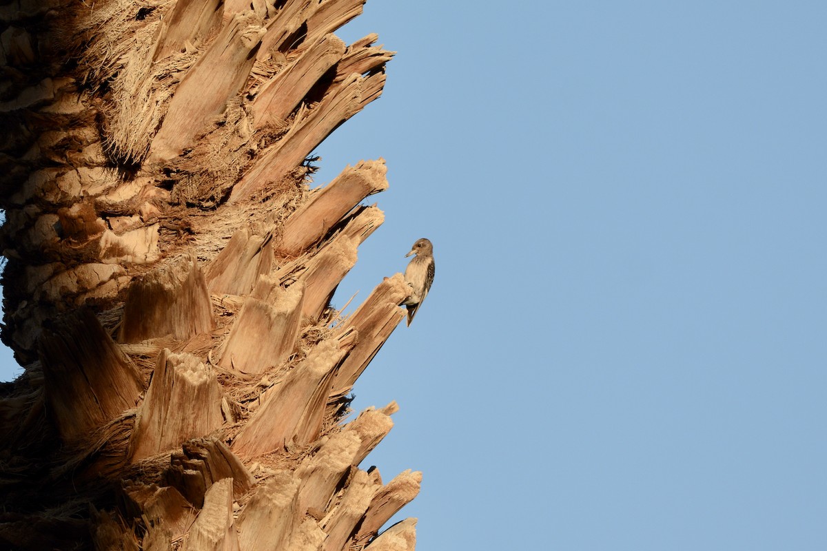 Red-headed Woodpecker - ML645055882
