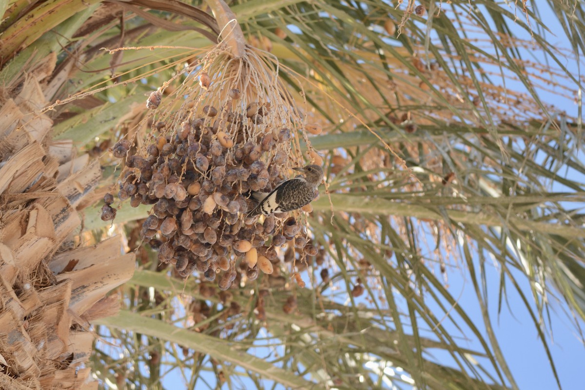 Red-headed Woodpecker - ML645055883