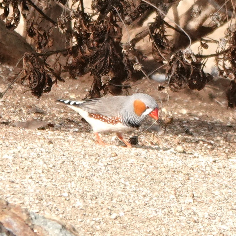 Zebra Finch - ML645055884
