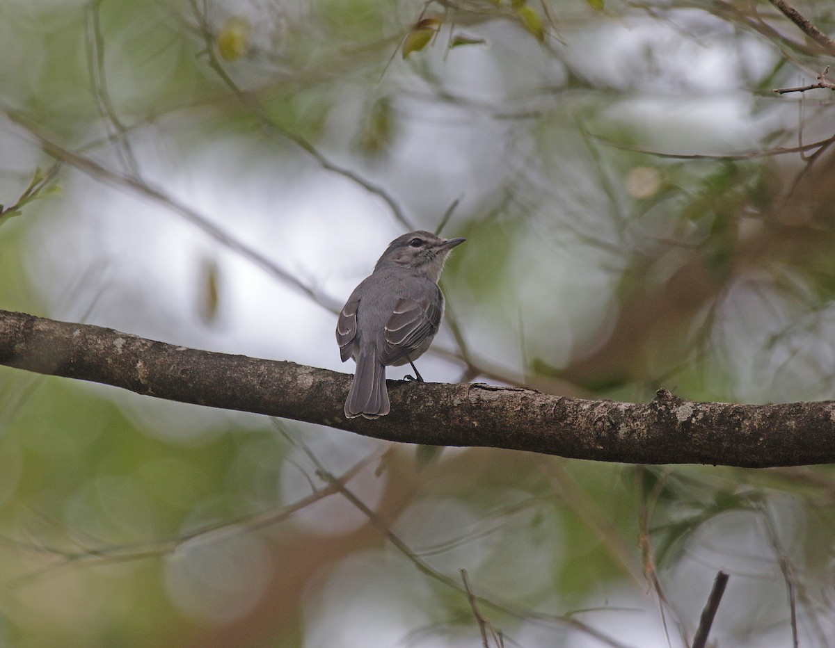 Ashy Flycatcher - ML645055887