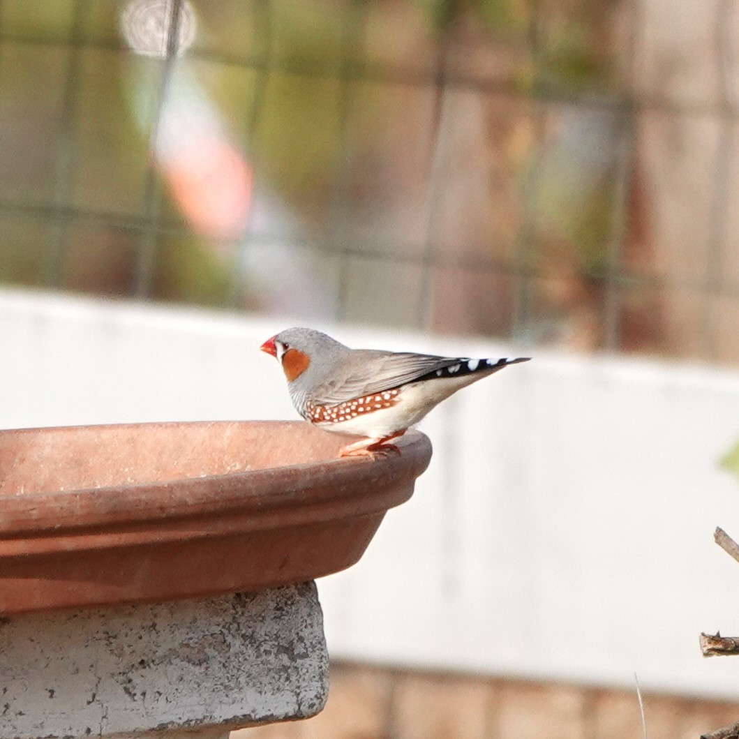 Zebra Finch - ML645055888