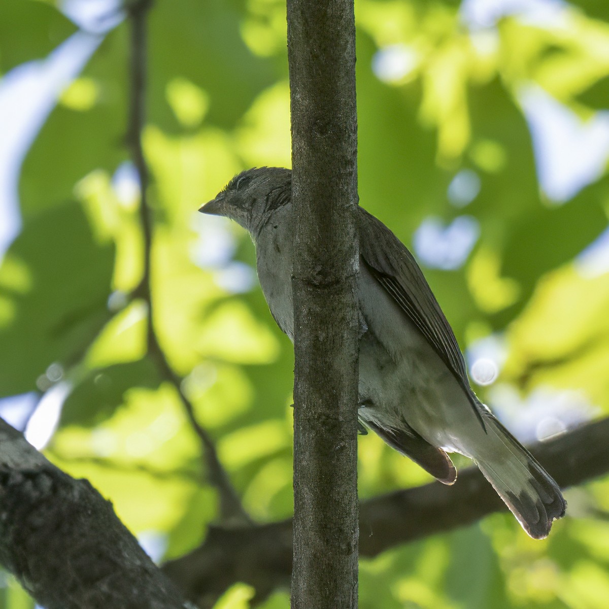 Lesser Honeyguide - ML645055890