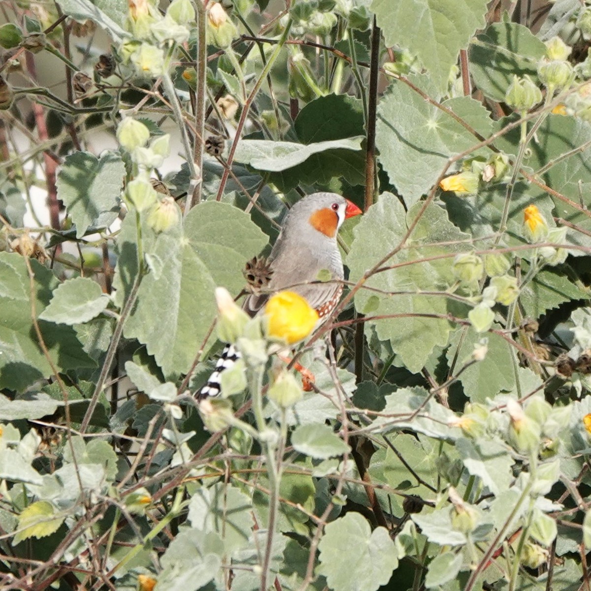 Zebra Finch - ML645055894