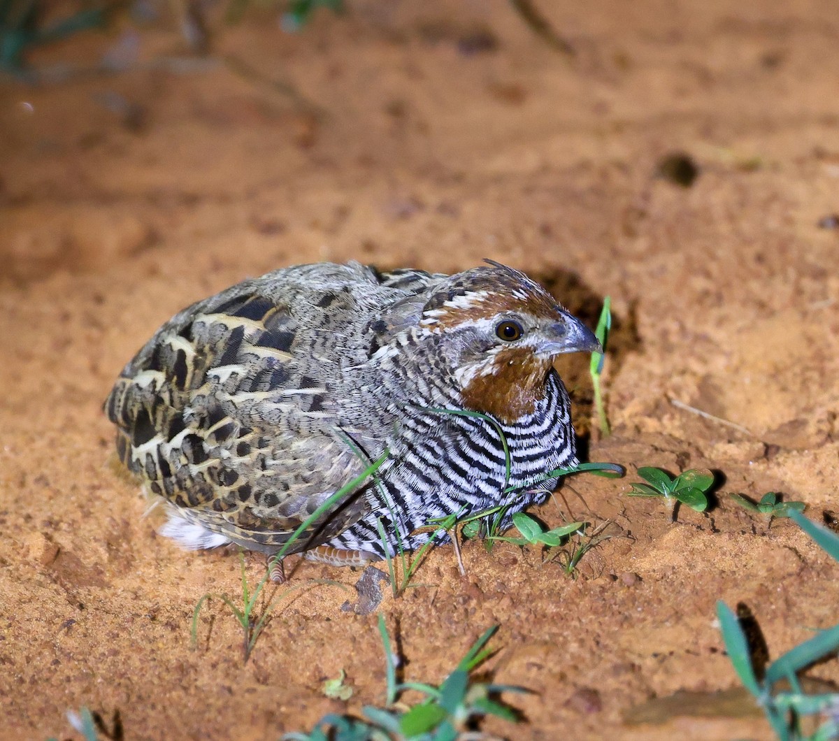 Jungle Bush-Quail - ML645055911