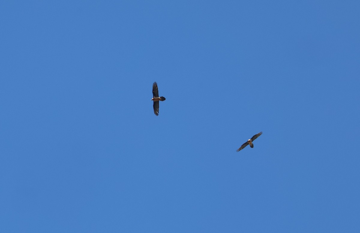 Bearded Vulture - ML645055941