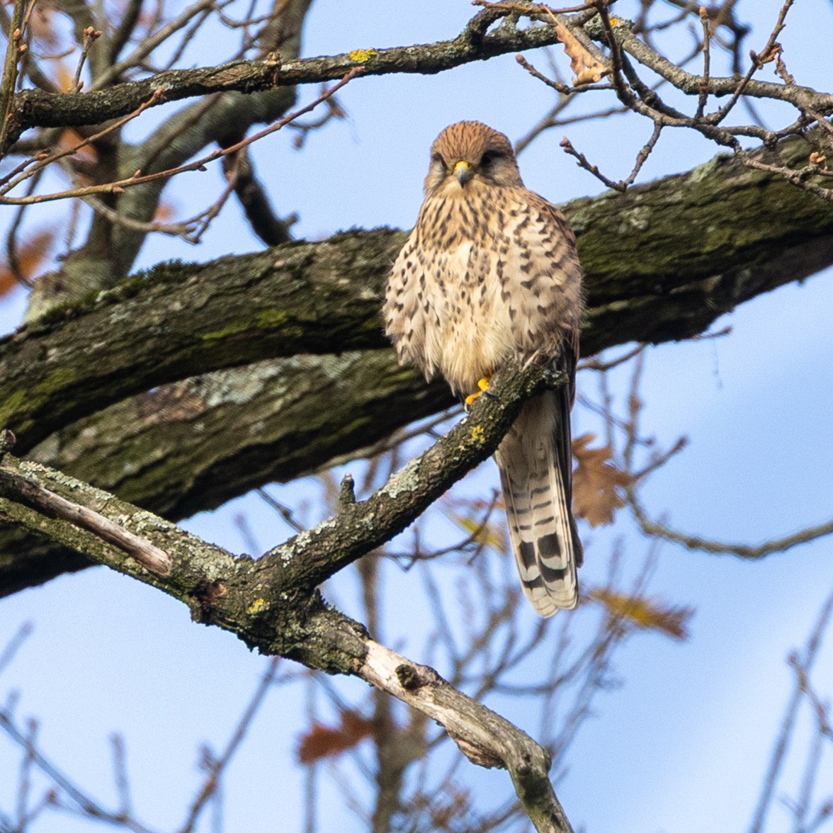 Eurasian Kestrel - ML645055947