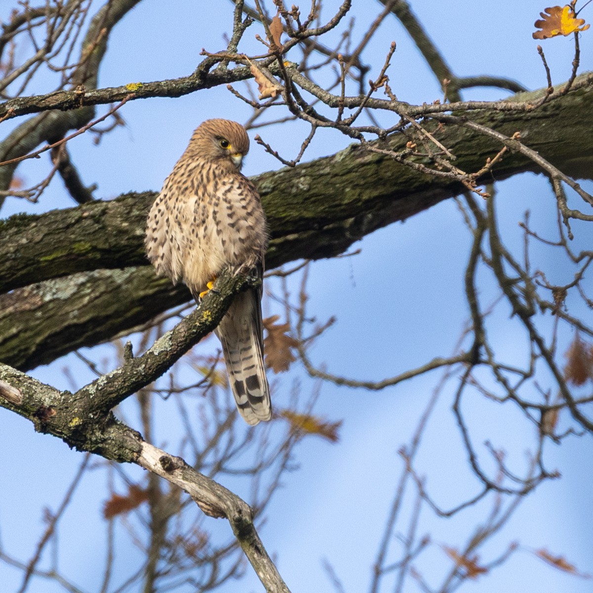 Eurasian Kestrel - ML645055948