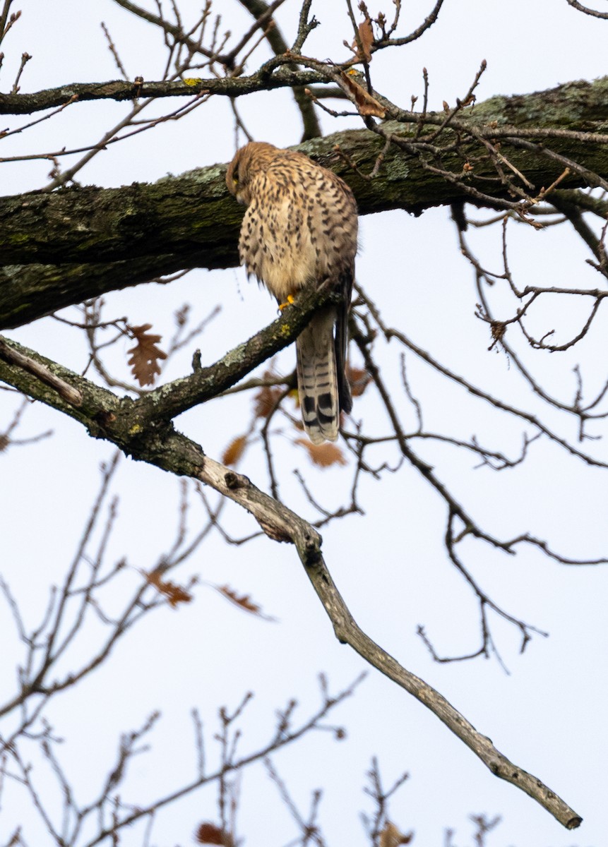 Eurasian Kestrel - ML645055949