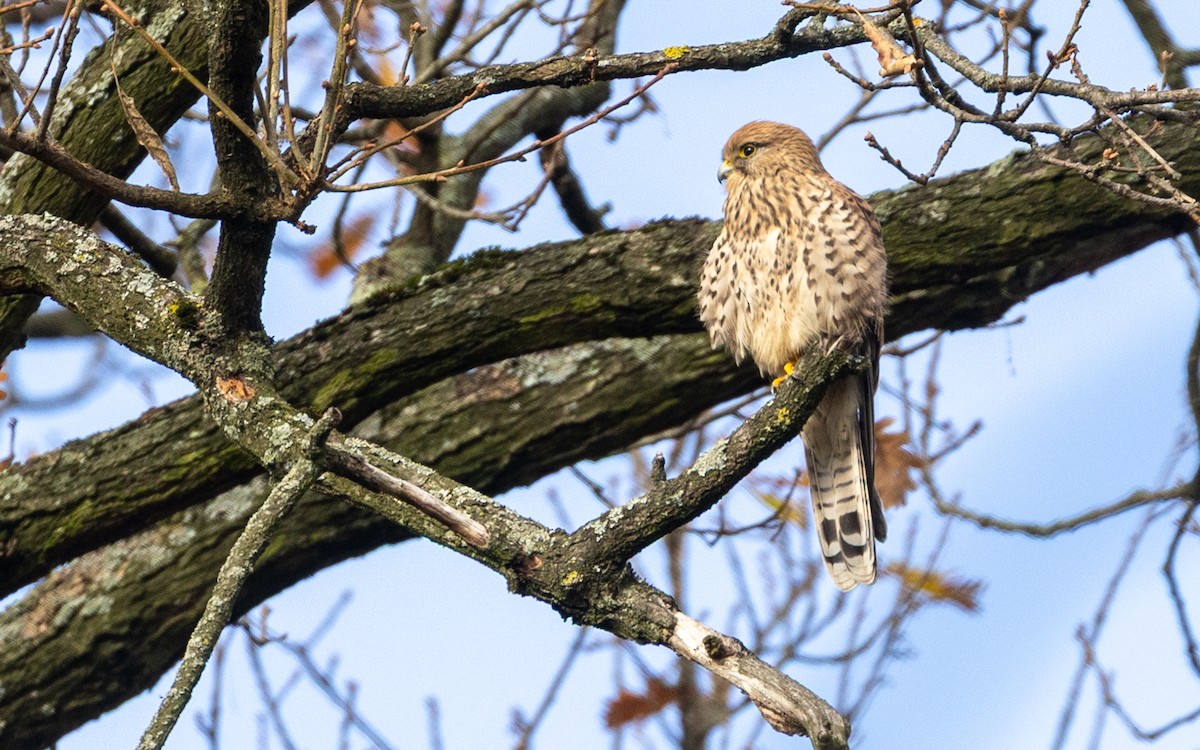 Eurasian Kestrel - ML645055950