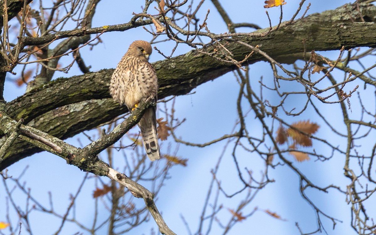Eurasian Kestrel - ML645055951