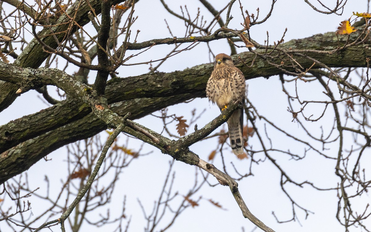 Eurasian Kestrel - ML645055952