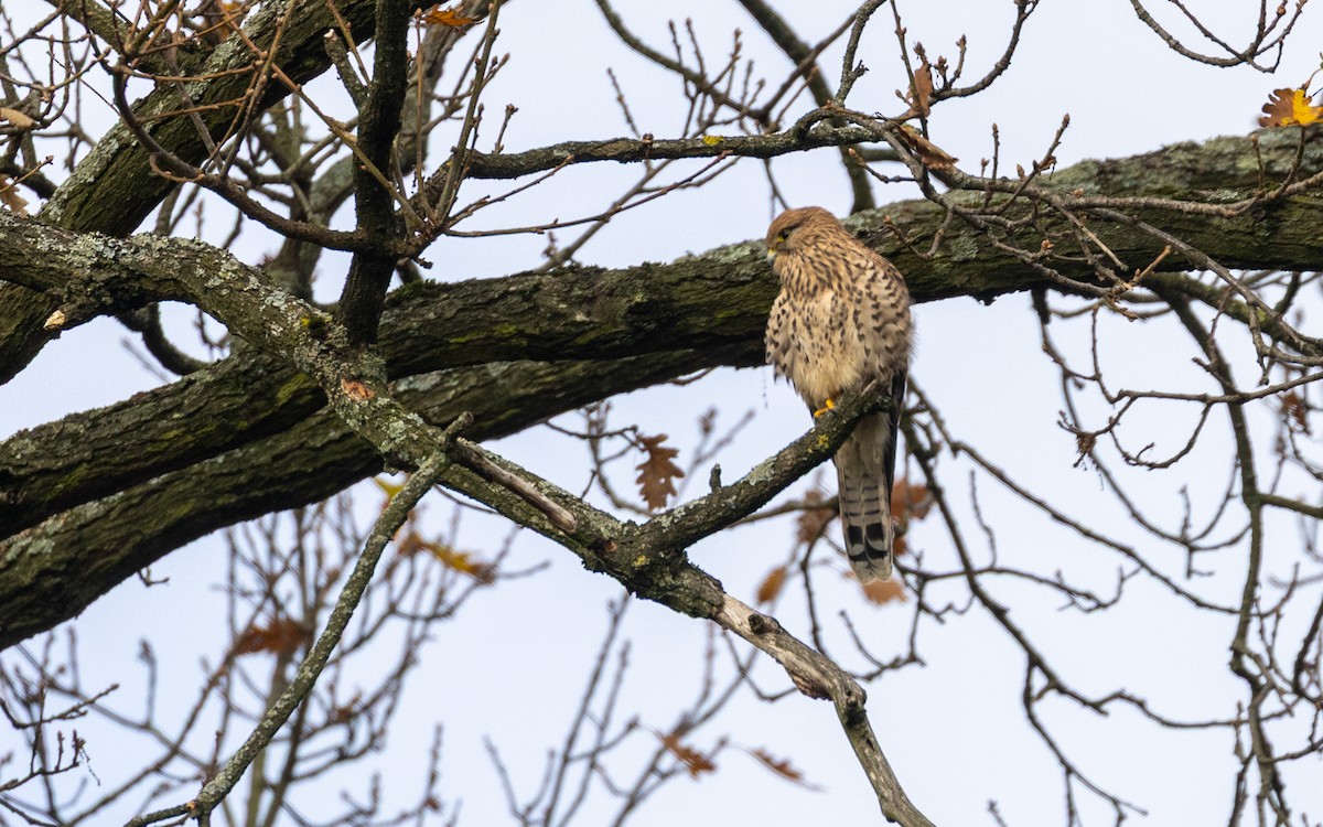 Eurasian Kestrel - ML645055953