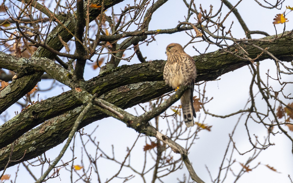 Eurasian Kestrel - ML645055954