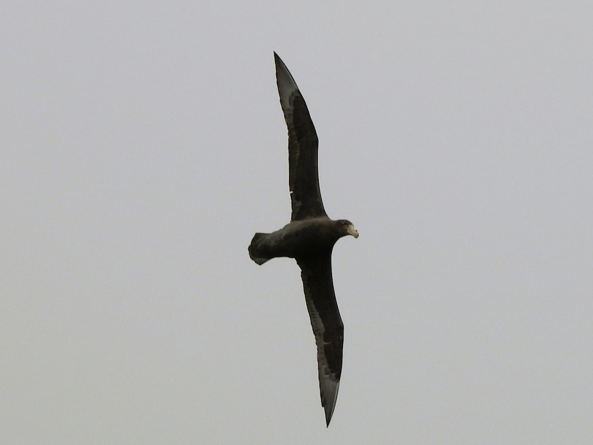 sørkjempepetrell - ML645055957