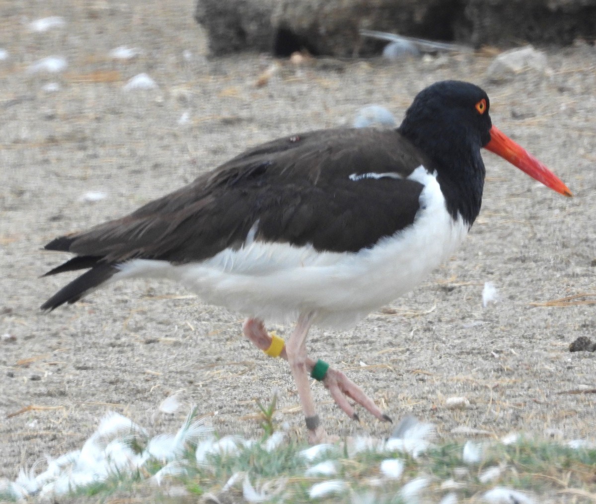 American Oystercatcher - ML645055958