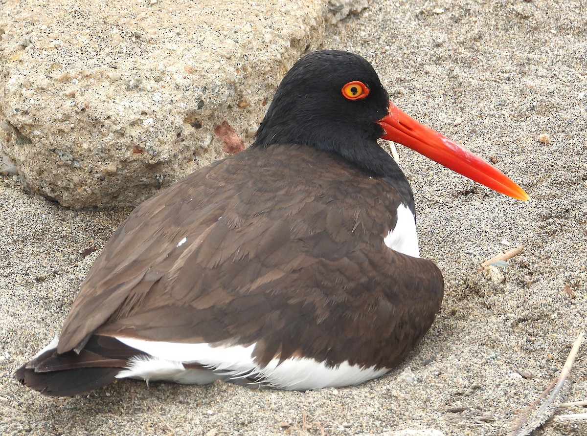 American Oystercatcher - ML645055959
