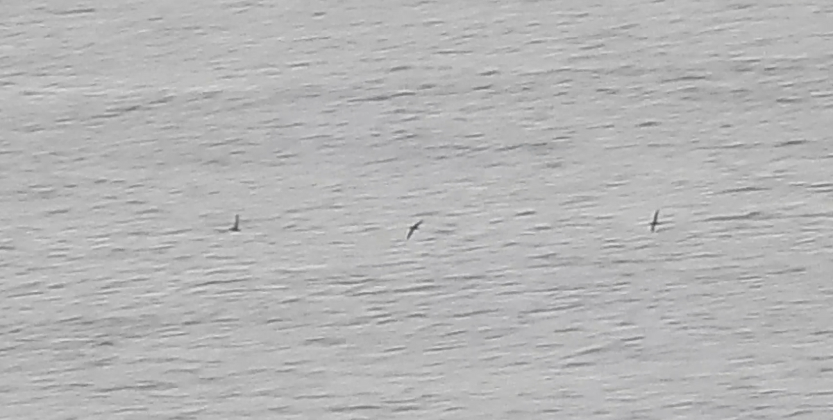 Manx Shearwater - ML645055977