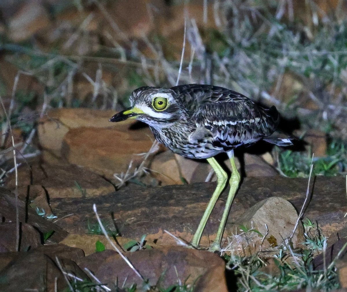 Indian Thick-knee - ML645055982