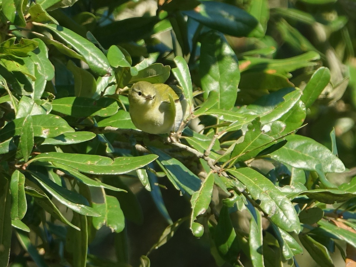 Tennessee Warbler - ML645055985