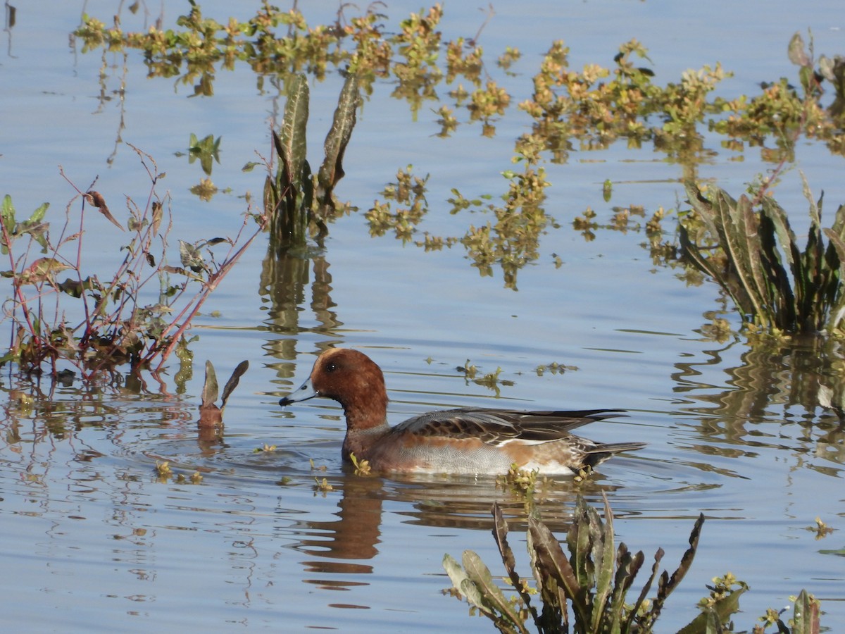 Silbón Europeo - ML645056002