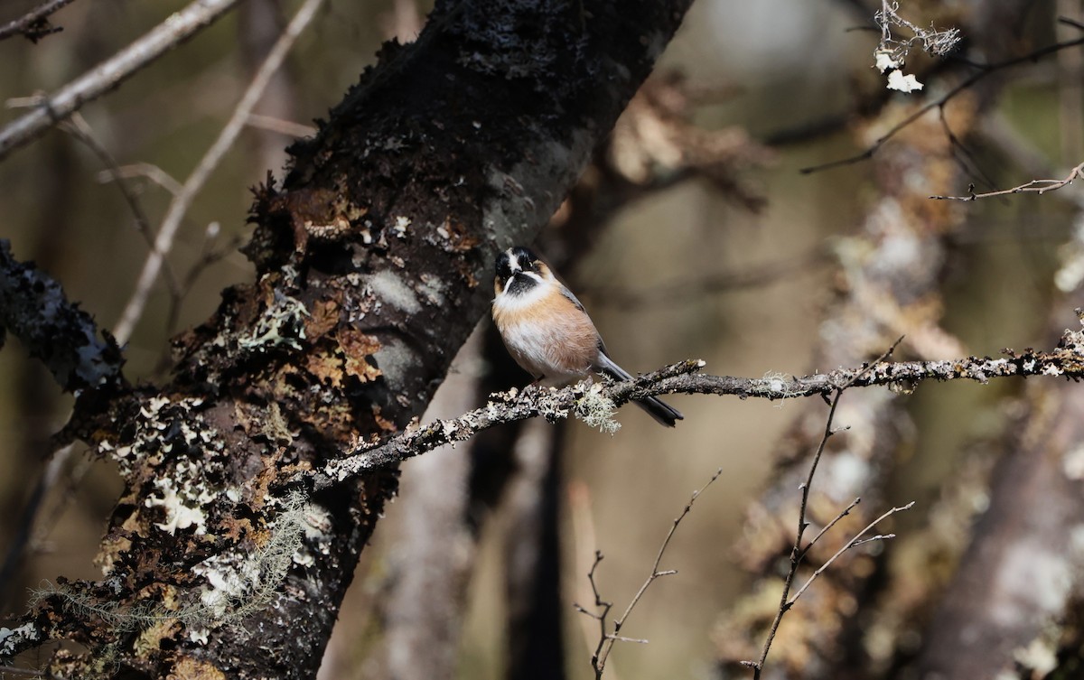 ruststjertmeis - ML645056013