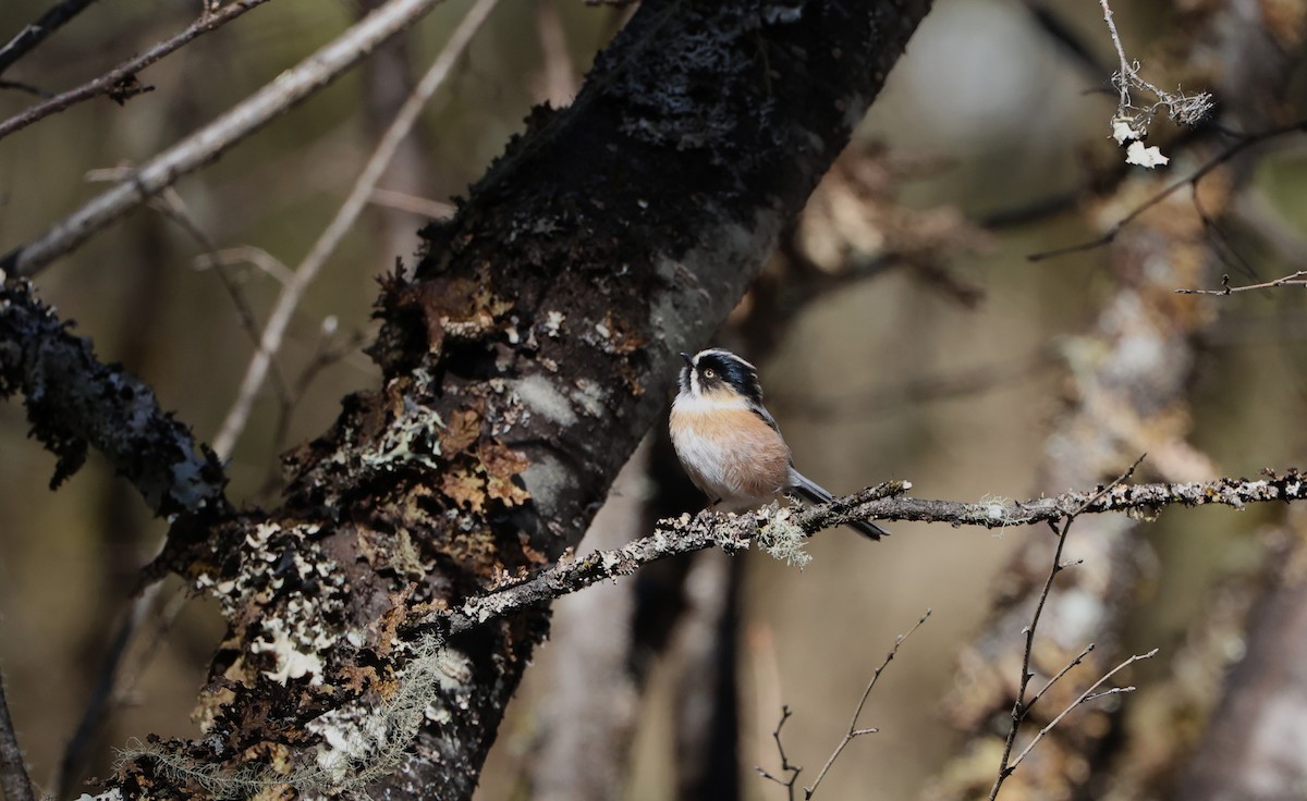 ruststjertmeis - ML645056014