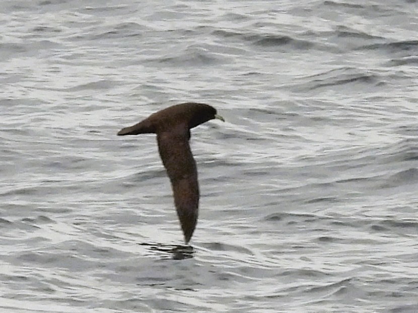 Beyaz Gıdılı Yelkovan - ML645056019