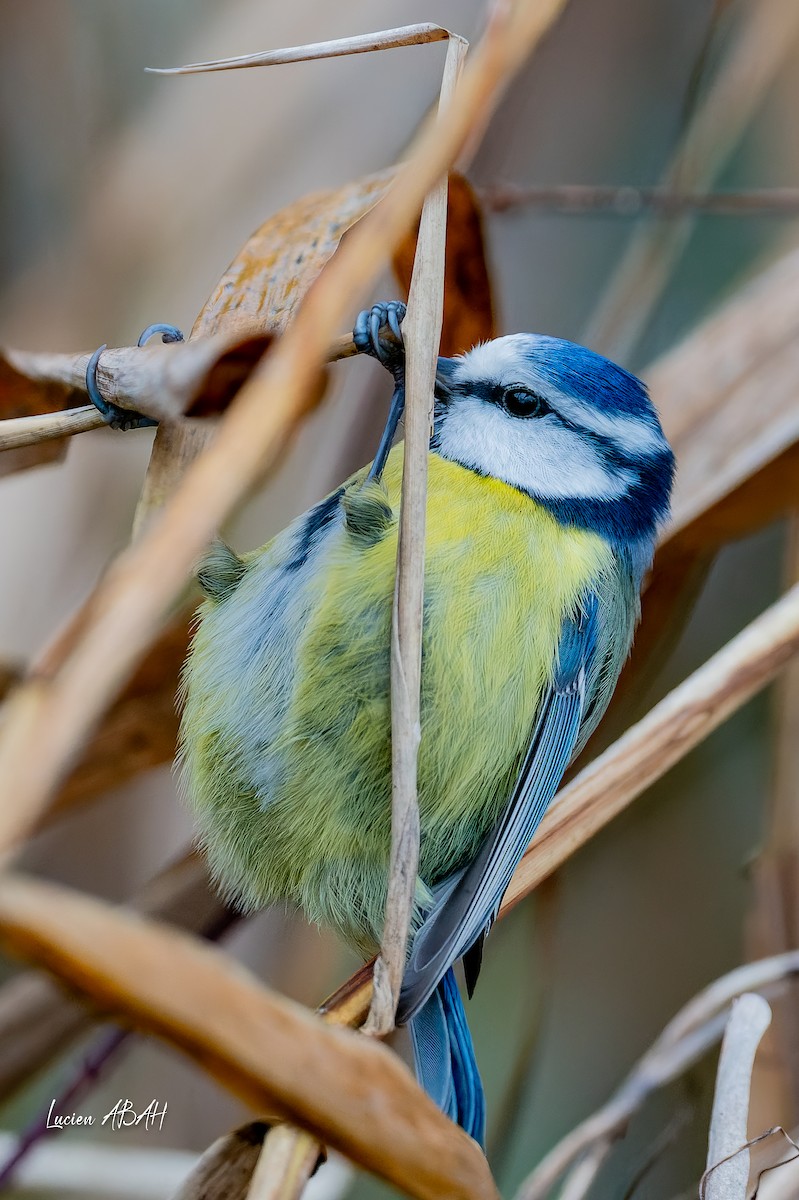 Eurasian Blue Tit - ML645056022