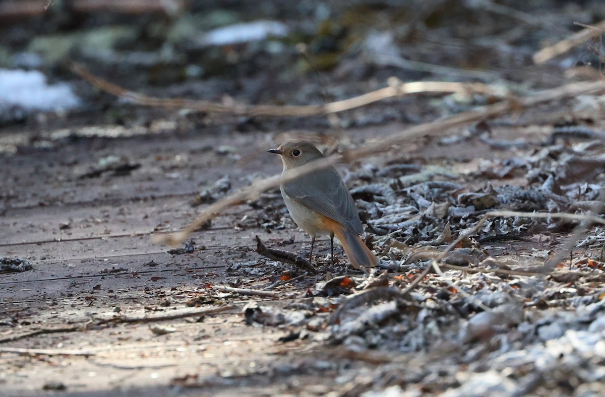 Hodgson's Redstart - ML645056031
