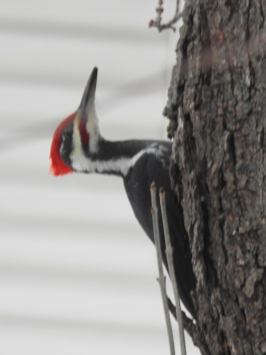 Pileated Woodpecker - ML645056033