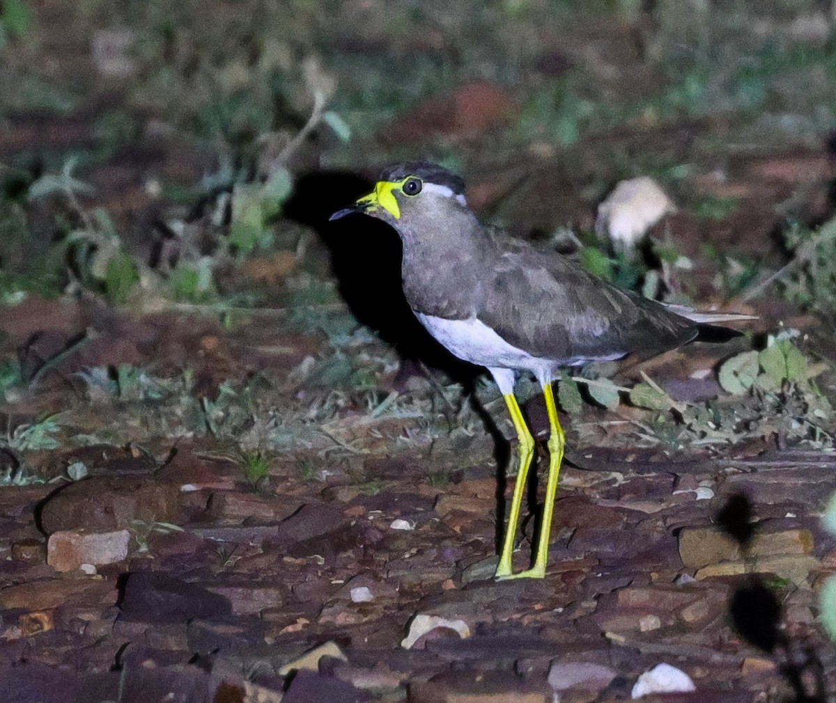 Yellow-wattled Lapwing - ML645056039