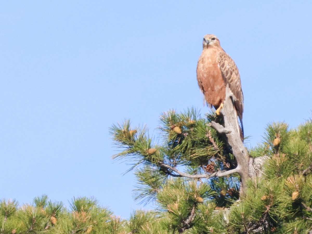 Buse féroce - ML645056041