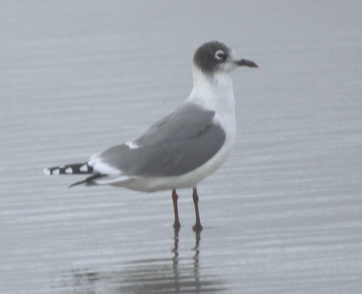 Franklin's Gull - ML645056047