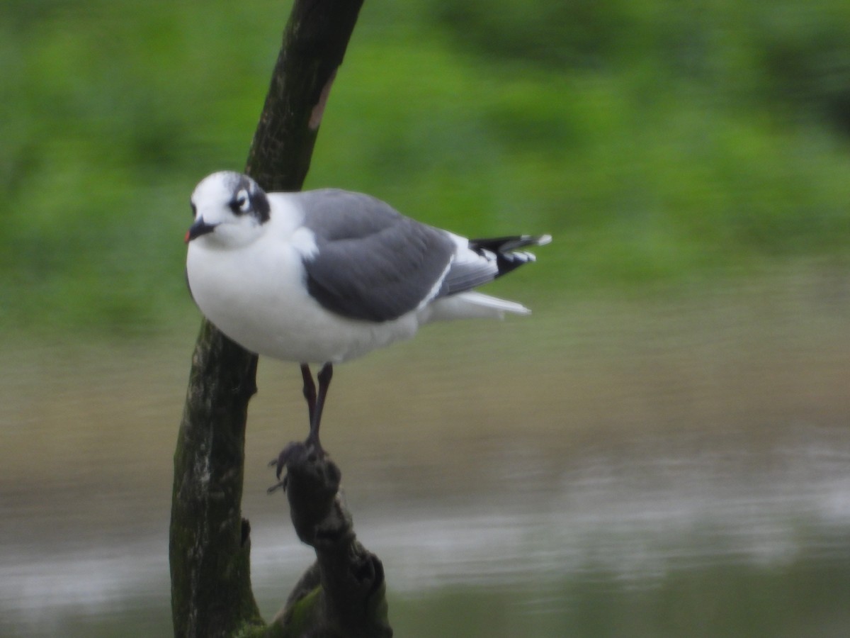 Franklin's Gull - ML645056050