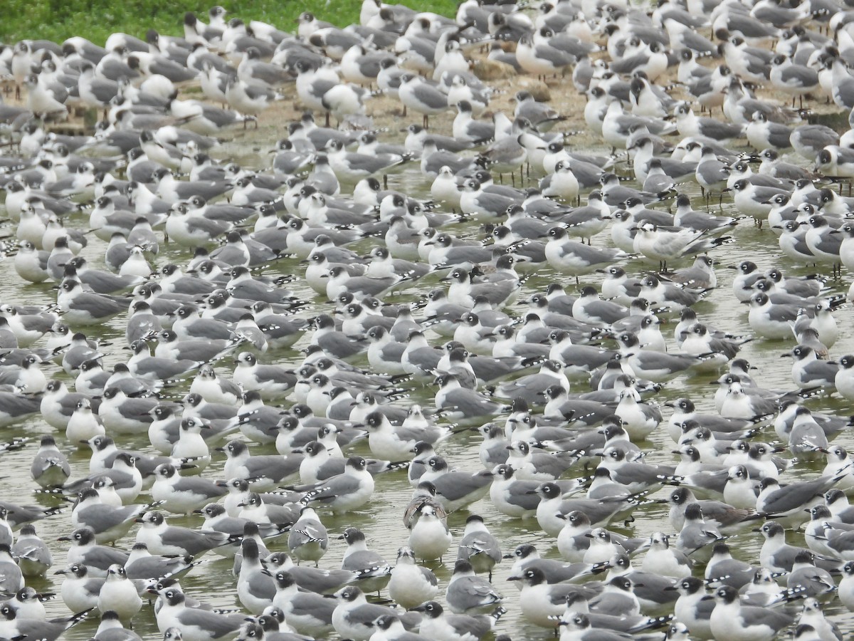 Franklin's Gull - ML645056051