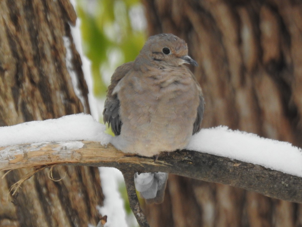 Mourning Dove - ML645056055