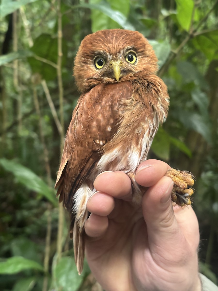 Ferruginous Pygmy-Owl - ML645056064